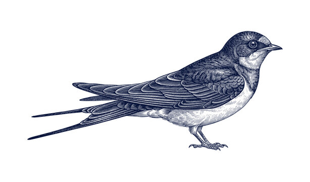 Detailed engraving of a swallow bird in classic monochrome style