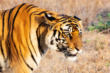 Obraz premium Royal Bengal Tiger standing in dry forest habitat showing side profile in natural environment