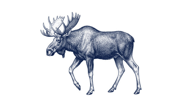 Detailed vintage illustration of a majestic moose in profile view