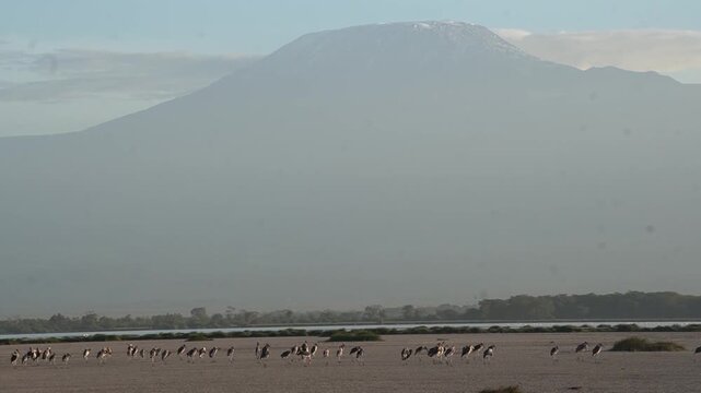 Marabou Storks Foraging in Dry Pond with Mount Kilimanjaro in Background