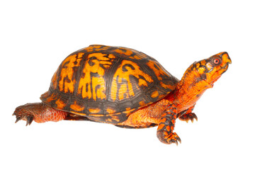 Obraz premium Eastern Box Turtle on White Background