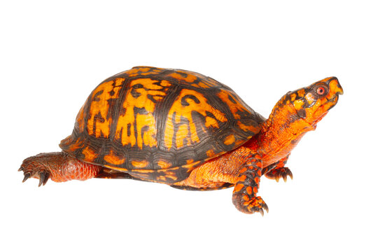 Eastern Box Turtle on White Background