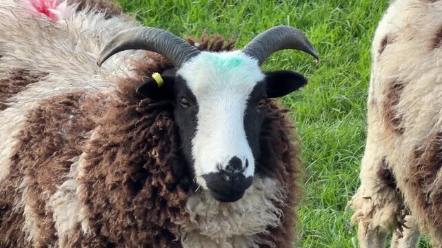 Spotted ewe chewing grass slow motion