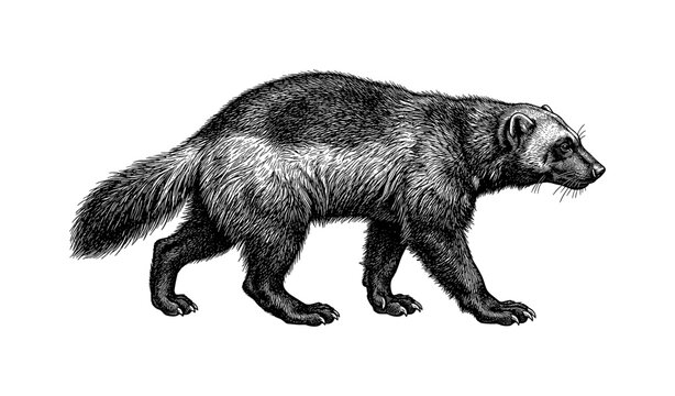 Detailed black and white illustration of a wolverine in profile view