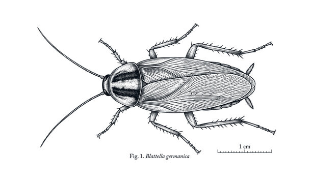 Detailed illustration of german cockroach with scale indicator