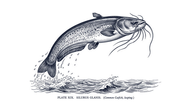 Vintage illustration of leaping common catfish over water