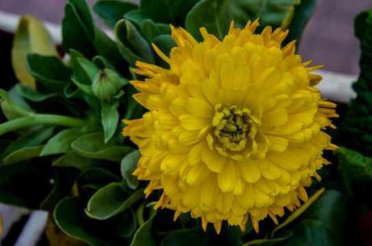 El crisantemo es un g&eacute;nero extenso de la familia Asteraceae (margarita)