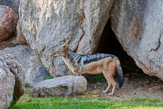 Schabrackenschakal vor Felswand