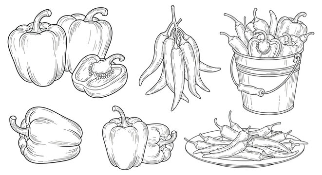 Collection of hand drawn sketch style illustrations of fresh bell peppers and spicy chili peppers in various arrangements.