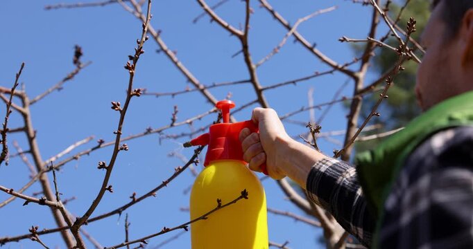 garden pest control. gardener spraying insecticide against aphids and diseases on fruit tree branches using spray bottle in spring