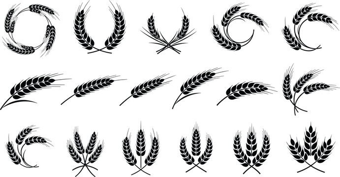Wheat ears and grain silhouette collection with agricultural elements, barley and cereal icons, natural farm symbols set for organic food branding and harvest design