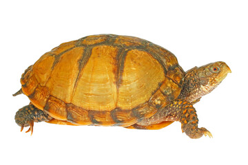 Obraz premium Mexican box turtle, Terrapene mexicana, white background.