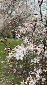 Blooming tree (Prunus cerasifera) with white flowers in spring, pollen season and allergy concept. Close-up of blossoms in natural environment.