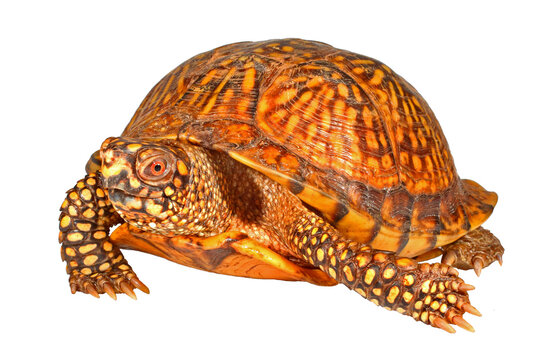 Gulf coast box turtle, Terrapene carolina major, white background.