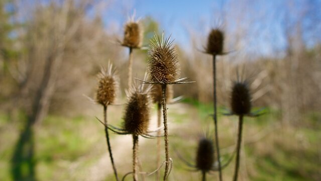 Dramatic Dried Teasel Heads in a Sunlit Wild Field