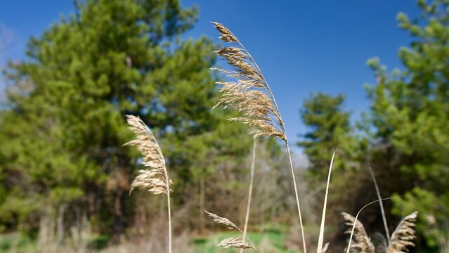 Golden Wild Reeds Against a Vivid Blue Sky Backdrop