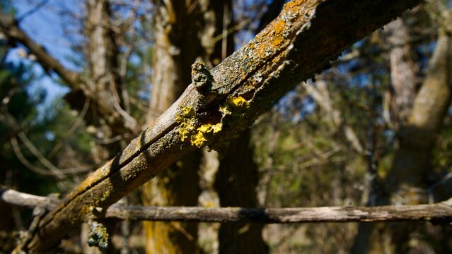 Ancient Tree Branch Detailed with Vibrant Yellow Lichen
