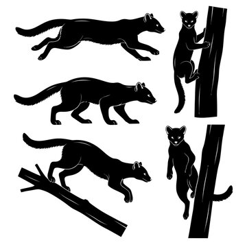 Fossa Silhouette Vector Set, Cryptoprocta Ferox Poses Collection, Climbing Running and Stalking Fossa Icons, Minimalist Black and White Madagascar Wildlife Illustrations with Transparent Background