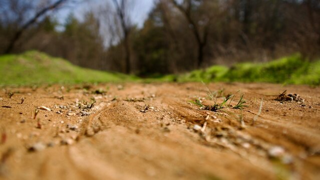 Low Angle Macro View of Sprouting Seeds on Rural Sand Path
