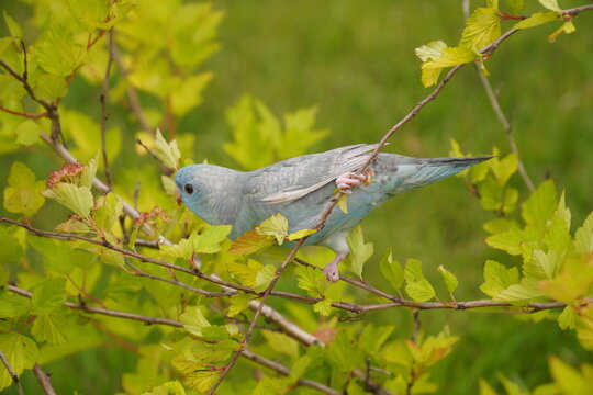 lineolated parakeet(parrot) on a branch