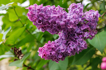 Obraz premium Close up of purple lilac flower clusters with green leaves in soft focus. Syringa vulgaris or common lilac. 