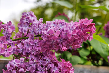 Obraz premium Close up of purple lilac flower clusters with green leaves in soft focus. Syringa vulgaris or common lilac. 