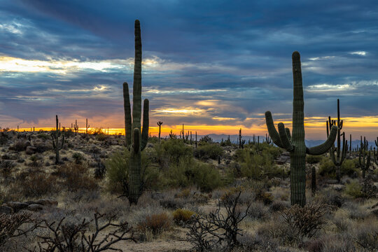 Sonoran Desert Sunset Landscape In A Scottsdale AZ Preserve 