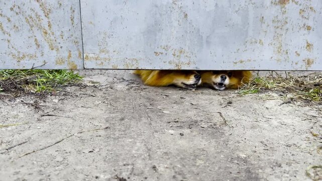 Curious pomeranian spitz puppies peek through a small gap at bottom of a fence, barking playfully at passersby. Their tiny faces and alert expressions convey curiosity, energy and playful interaction