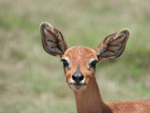 female steenbok