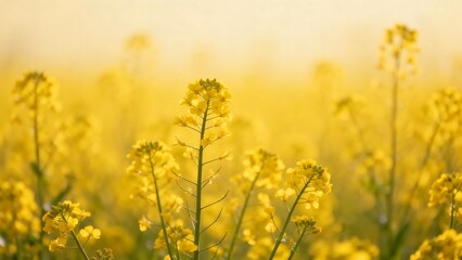 Obraz premium Yellow flowering plants in a field