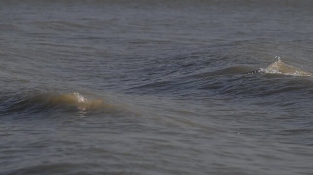 Veau marin surfe la vague