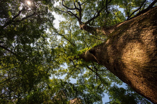 Looking up at an ancient towering tree, a natural wonder of thick trunk and lush branches