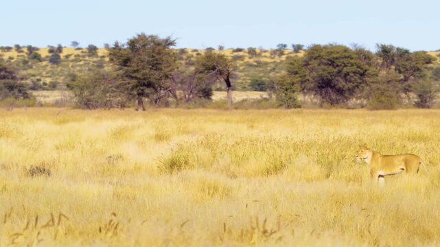 Lioness (Panthera leo) runs to hunt a bat eared fox in Savanah of Botswana South Africa.