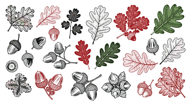 Hand drawn engraving style collection of oak leaves and acorns in different colors for autumn and nature themed botanical designs.