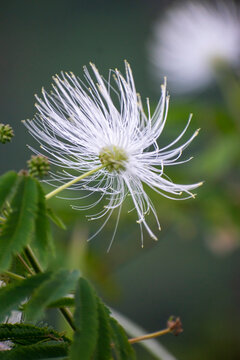 White powder puff flower showcasing fine thread-like stamens and lush green bipinnate foliage. Elegant tropical bloom captured in close view.