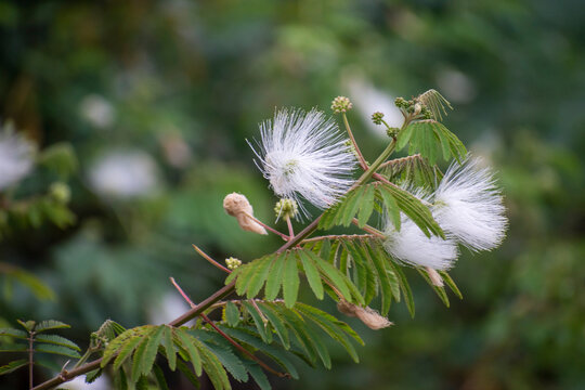 Calliandra portoricensis flower with fluffy white stamens surrounded by vibrant green leaves. Natural garden scene with intricate floral detail.