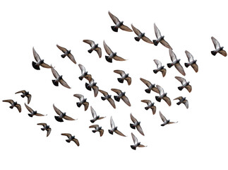 Isolated flock of pigeons in various flight poses, showcasing dynamic movement and grace © Aoife