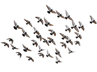 Fotobehang Vogels Isolated flock of pigeons in various flight poses, showcasing dynamic movement and grace  © Aoife