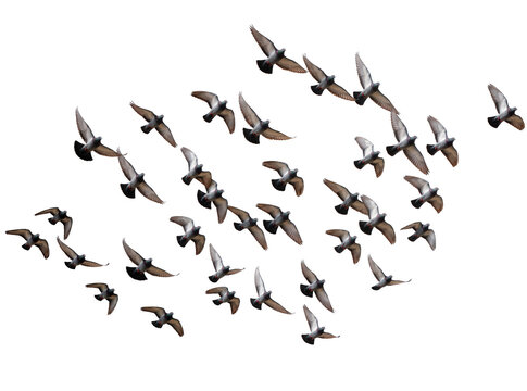 Isolated flock of pigeons in various flight poses, showcasing dynamic movement and grace