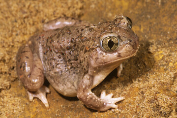 Fototapeta premium Plains Spadefoot Toad, Spea bombifrons