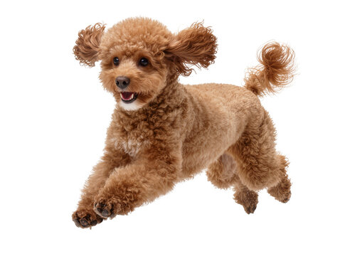 Isolated energetic young red toy poodle with curly fur jumping and playing playfully