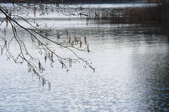 Spring flood on the lake with a view of branches with alder catkins