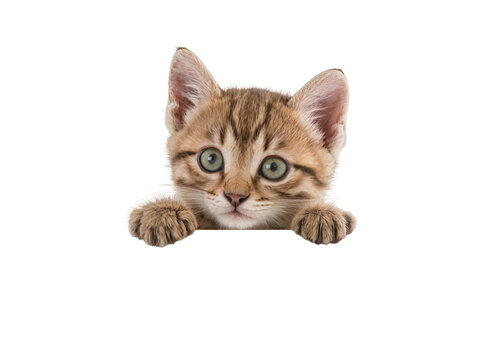 Isolated adorable tabby kitten peeking over blank, domestic pet with green eyes looking.