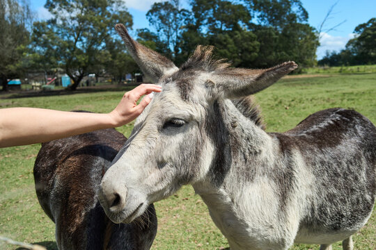 Donkey Being Petted Hand Closeup On South Africa Farm, Gray Donkey Head Turned Toward Camera, Gentle Human