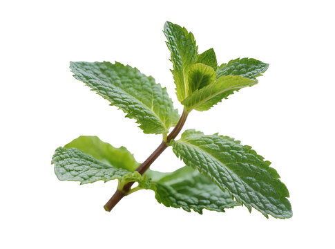 Isolated fresh green mint leaves sprig, aromatic cooking ingredient, refreshing herb seasoning