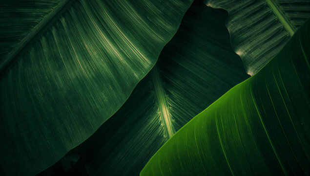 Abstract arrangement of deep emerald green banana leaves creates a dramatic backdrop texture full of natural lines and shadows.
