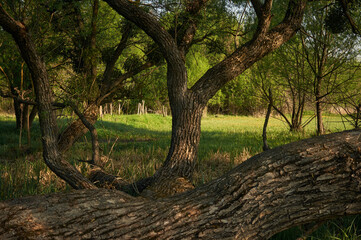 Obraz premium The unusual shape of the tree, a thick trunk, and large, twisting branches, a sunny day, spring is in full swing and the leaves have already blossomed