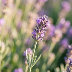 Obraz premium Lavender flower in a field of lavender plants on a sunny day