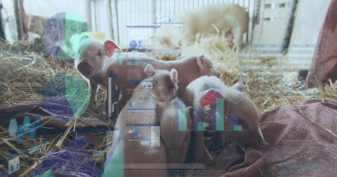 Animation of data processing over piglets in sty