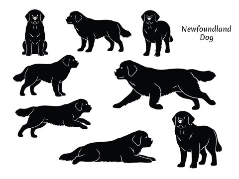 Newfoundland Dog Silhouette Vector Set, Giant Breed Canine Poses Collection, Standing Sitting Running and Lying Newfoundland Icons, Minimalist Black Pet Illustrations